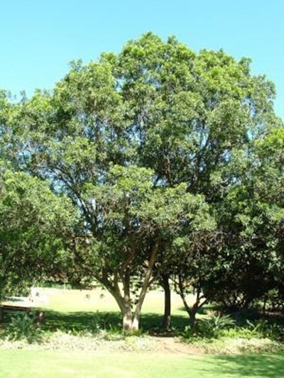 Support the botanical garden nursery
